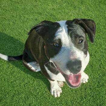 Terrier and Retriever Dogs Available for Adoption in Corpus Christi, Texas - Freckle Face | PetCurious