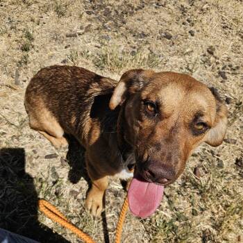 Rainier -  Cardigan Welsh Corgi Dog for Adoption in The Dalles, Oregon - Rainier | PetCurious