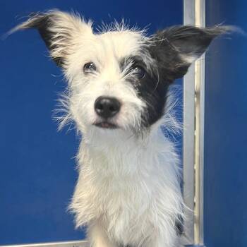 Mixed Breed Dogs Available for Adoption in Las Cruces, New Mexico - Winky | PetCurious