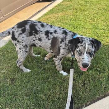 Yuli -  Cattle Dog and Mixed Breed Dog for Adoption in Austin, Texas - Yuli | PetCurious