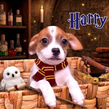 Mixed Breed Dogs Available for Adoption in Joliet, Illinois - Harry | PetCurious