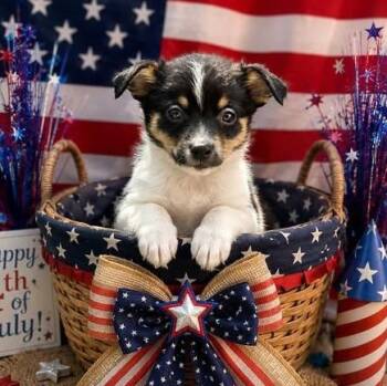 Petunia -  Pomeranian and Jack Russell Terrier Dog for Adoption in Crosby, Texas - Petunia | PetCurious