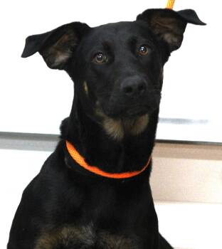 Rescue German Shepherd Dog and Labrador Retriever Dogs for Adoption in Hayward, Wisconsin - Jane | PetCurious