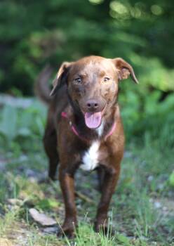 Lawson in NH. Come Meet our Adoptable Dogs Wednesday-Saturday. M -  Chihuahua Dog for Adoption in Manchester, New Hampshire - Lawson In NH. Come Meet Our Adoptable Dogs Wednesday-Saturday. M | PetCurious
