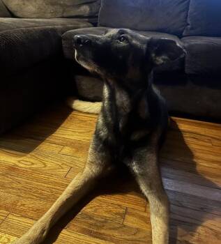 TURI -  Belgian Shepherd Malinois Dog for Adoption in San Antonio, Texas - TURI | PetCurious
