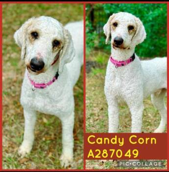 Poodle Dogs Available for Adoption - Candy Corn | PetCurious