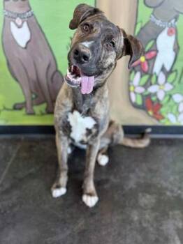 Josephine -  Mixed Breed Dog for Adoption in Memphis, Tennessee - Josephine | PetCurious