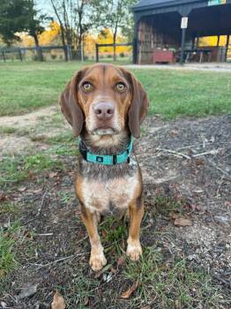 Gunner -  Beagle and German Shorthaired Pointer Dog for Adoption in Arlington, Virginia - Gunner | PetCurious