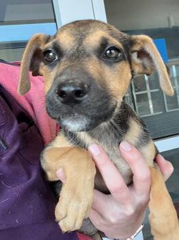 Rescue Pit Bull Terrier Dogs for Adoption in Baytown, Texas - NUTELLA | PetCurious