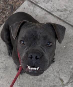 Alfalfa -  French Bulldog and Pit Bull Terrier Dog for Adoption in Ventura, California - Alfalfa | PetCurious