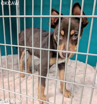 Doberman Pinscher and Mixed Breed Dogs Available for Adoption - A470362 | PetCurious