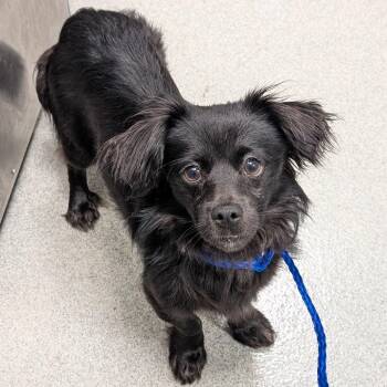 Mixed Breed Dogs Available for Adoption in New Castle, Delaware - Fable | PetCurious