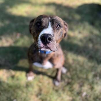 Rescue Pit Bull Terrier Dogs for Adoption in Detroit, Michigan - Groot | PetCurious