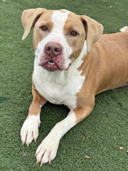 Falcor -  Pit Bull Terrier Dog for Adoption in Anderson, Indiana - Falcor | PetCurious