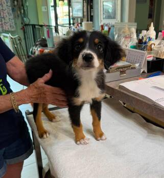 Becky (NOT YET AVAILABLE) -  Australian Shepherd Dog for Adoption in Benton, Louisiana - Becky (NOT YET AVAILABLE) | PetCurious