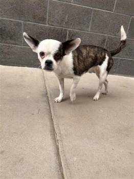 Lia Skai -  Boston Terrier and Chihuahua Dog for Adoption in El Paso, Texas - Lia Skai | PetCurious