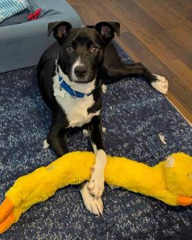 Jasper -  Retriever Dog for Adoption in Lake Wylie, South Carolina - Jasper | PetCurious