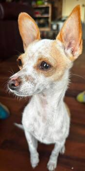 Marbles -  Chihuahua Dog for Adoption in Eugene, Oregon - Marbles | PetCurious