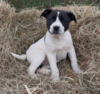 Labrador Retriever Dogs Available for Adoption - Cowboy | PetCurious