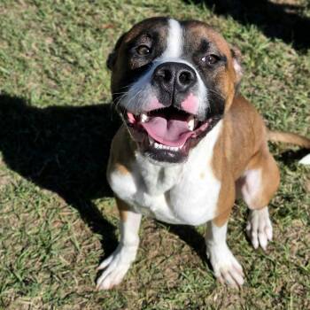 Rocco -  Boxer Dog for Adoption in Anniston, Alabama - Rocco | PetCurious