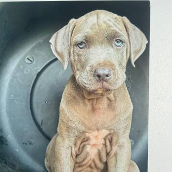 Gravy -  Pit Bull Terrier and Mixed Breed Dog for Adoption in Nashville, Tennessee - Gravy | PetCurious