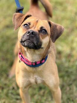 Vani Lou -  Puggle Dog for Adoption in Meherrin, Virginia - Vani Lou | PetCurious