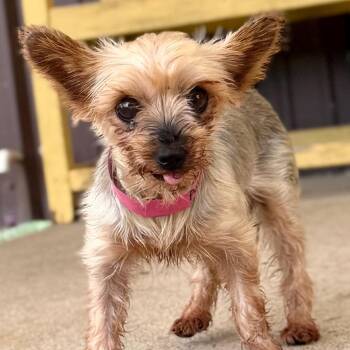 Olivia - Missouri (AG26-102) -  Yorkshire Terrier and None Dog for Adoption in Peyton, Colorado - Olivia - Missouri (AG26-102) | PetCurious