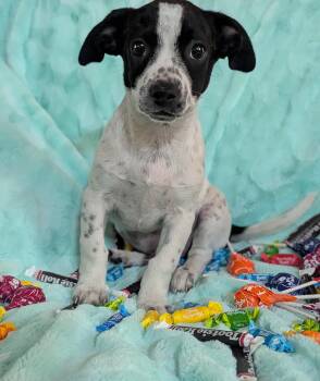 Chihuahua Dogs Available for Adoption in Kingsburg, California - Rascally Ralph  | PetCurious