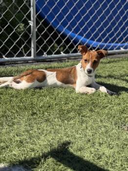 Jack Russell Terrier Dogs Available for Adoption - Skippy | PetCurious