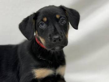Rescue Rottweiler and German Shepherd Dog Dogs for Adoption in Portland, Oregon - Giggle | PetCurious
