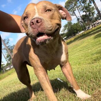 Rescue Pit Bull Terrier and Mixed Breed Dogs for Adoption in Klein, Texas - Belle | PetCurious