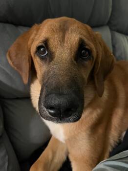 Rescue Bloodhound and Saint Bernard Dogs for Adoption in Aurora, Indiana - Marion Vs : Vesper | PetCurious