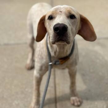 Rescue Australian Cattle Dog Blue Heeler and Mixed Breed Dogs for Adoption in Texas City, Texas - BENEDICT | PetCurious