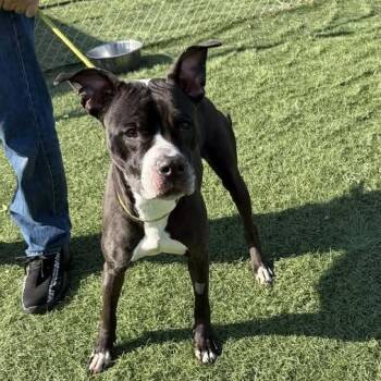 Pit Bull Terrier Dogs Available for Adoption - Clover | PetCurious