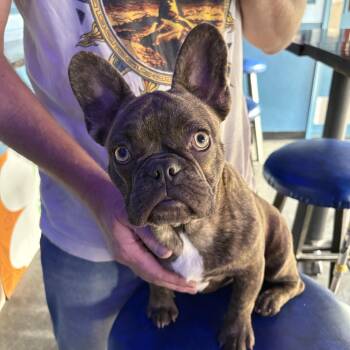 French Bulldog Dogs Available for Adoption in Lakehead, California - Larry  | PetCurious