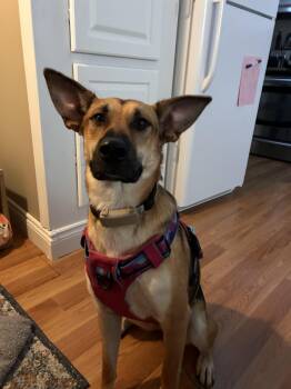 Sury -  German Shepherd Dog and Husky Dog for Adoption in Erin, Ontario - Sury | PetCurious