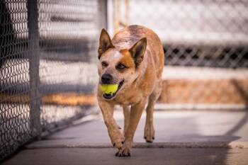 Kisses -  Australian Cattle Dog Blue Heeler Dog for Adoption in Twentynine Palms, California - Kisses | PetCurious