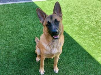 Shepherd Dogs Available for Adoption in San Marcos, California - SAVE ME PLEASE! Frank #A549472 | PetCurious
