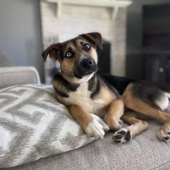 Husky and Beagle Dogs Available for Adoption - Koko | PetCurious