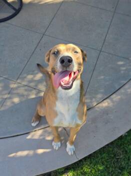 Rescue Terrier Dogs for Adoption in Santa Monica, California - Benny | PetCurious