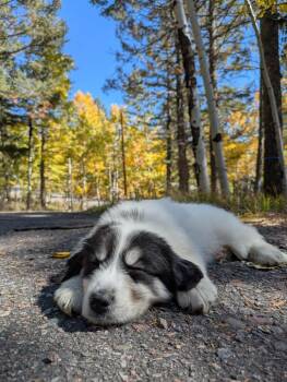 Freya -  Great Pyrenees Dog for Adoption in Denver, Colorado - Freya | PetCurious