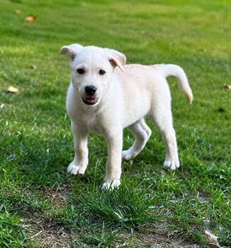 Toby -  Labrador Retriever and German Shepherd Dog Dog for Adoption in Glocester, Rhode Island - Toby | PetCurious
