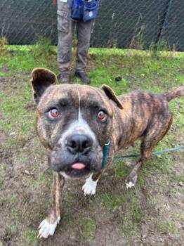 Rescue Boxer and American Staffordshire Terrier Dogs for Adoption in Everett, Washington - Bounty | PetCurious