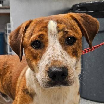 Carolina Dog Dogs Available for Adoption in Greenville, South Carolina - Mario | PetCurious