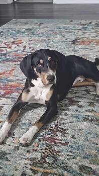 Rescue Hound and Mixed Breed Dogs for Adoption in Raleigh, North Carolina - Dunkin | PetCurious