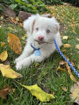 Rescue Australian Shepherd Dogs for Adoption in Troy, Illinois - Hot Toddy | PetCurious