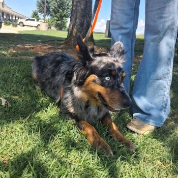 Cheyenne -  Australian Shepherd Dog for Adoption in Freeport, Florida - Cheyenne | PetCurious