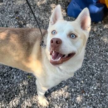Charlotte -  Mixed Breed Dog for Adoption in Asheville, North Carolina - Charlotte | PetCurious