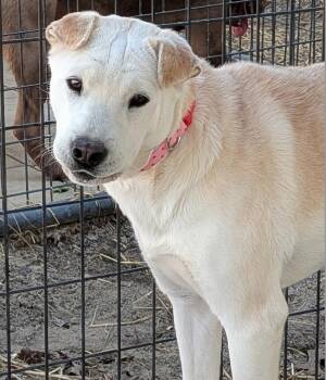 Shar Pei Dogs Available for Adoption in Cameron, North Carolina - Sally Girl | PetCurious