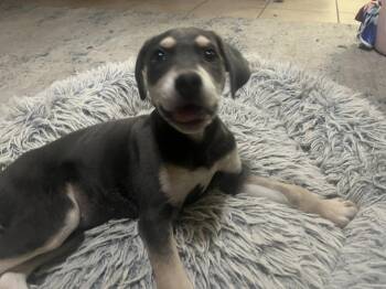 Labrador Retriever Dogs Available for Adoption - Brooklyn | PetCurious